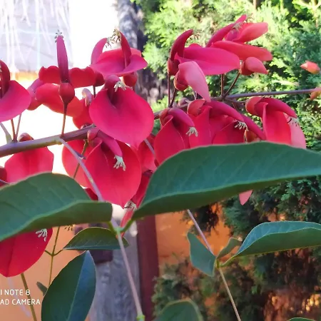 Studio With Enclosed Garden And Wifi At Bajamar 1 Km Away From The Beach